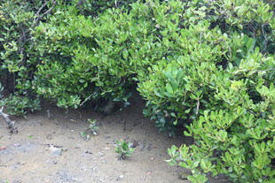 翠绿灌木丛中的地面景象