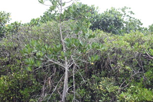 茂密丛林中的繁茂树木