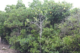 茂密的绿色灌木丛景观