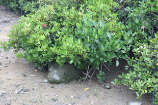 低矮绿植旁的石头景观