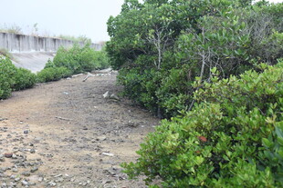 海岸边的植被与泥土地