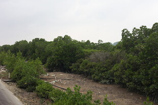 野外绿意盎然的自然小径