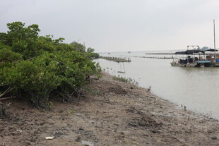 河岸绿植旁停泊的船只