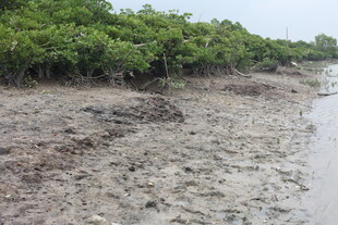 泥泞湿地中的茂密植被