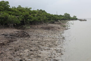 海岸边的红树林湿地景观