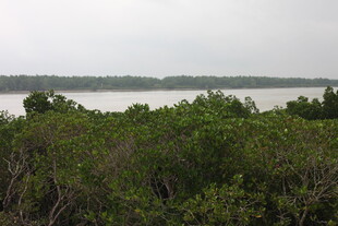 河畔繁茂绿植与远处水域红树林