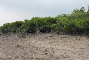 海岸边的茂密绿色植被