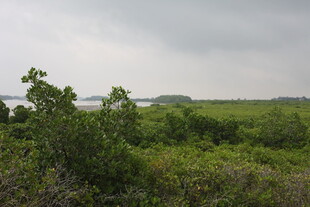 绿意盎然的自然景观