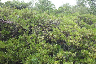 茂密繁茂的绿色植被景观