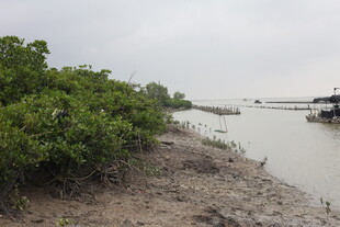 河岸旁的繁茂绿植