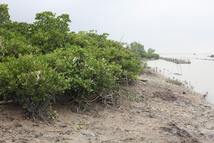 河岸旁的繁茂绿色植被