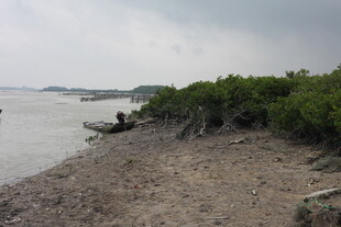 岸边小船与茂密绿植景观