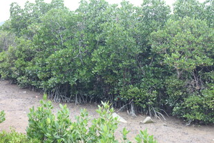 茂密红树林景观