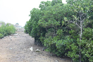 荒地上的茂密绿色灌木丛