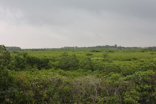 广袤绿色植被覆盖的原野