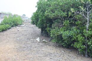 泥泞小道旁的葱郁绿植