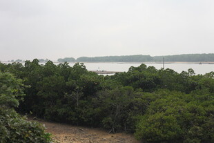 湖畔绿树成荫的自然景致