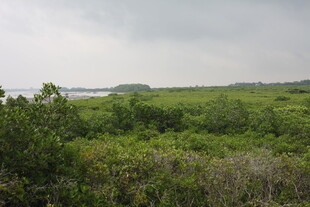 绿意盎然的野外植被景观