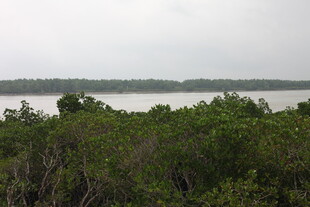 湖畔绿植环绕的宁静景致