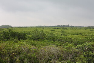 绿意盎然的开阔原野