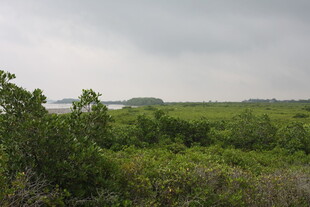 绿意盎然的野外植被景观