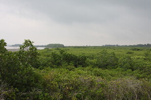 绿意盎然的湿地景观