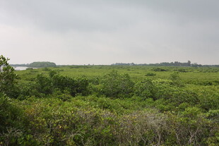 绿意盎然的野外植被景观