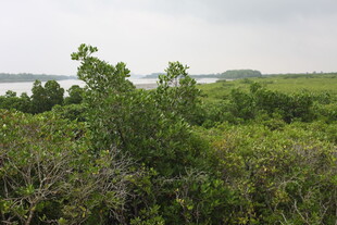 绿意盎然的野外植被景观