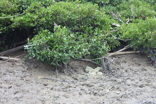 海岸边的繁茂绿色灌木丛