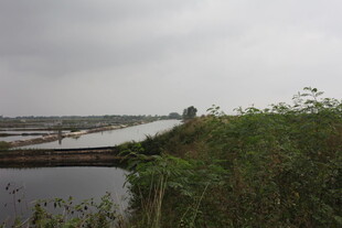 河畔绿植与远处建筑景观