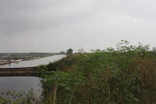 阴天河畔绿植景观