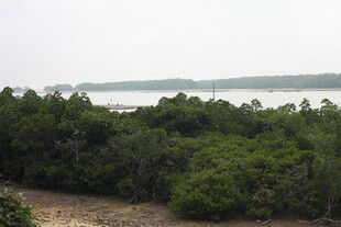 海岸边的茂密树林景观