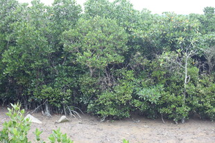 茂密红树林景观