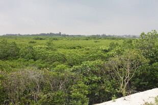广袤葱郁的湿地植被景观