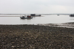 岸边停泊的几艘小船