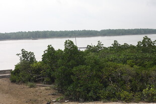岸边茂密绿植与宽阔水域
