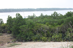 河岸茂密绿植景观