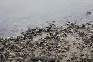 海滩上的密集贝类与沙石