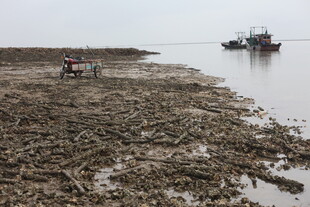 河岸旁的船只与荒芜景象