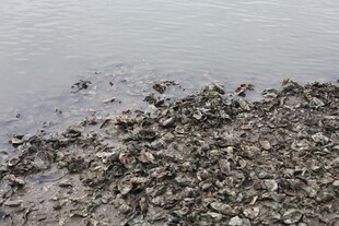 岸边的碎石景观