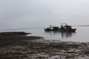 近海渔船停靠于滩涂边