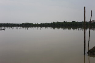 平静湖面与岸边树木景象