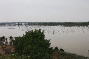 河畔风景绿树与宽阔水域