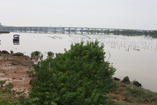 河畔绿植与远处桥梁景观