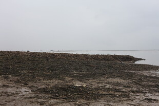 海边泥泞的岸滩景象