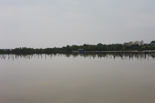 平静湖面与岸边树木景观