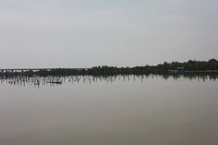 平静湖面与远处树木景观