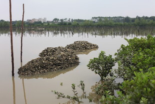 湿地景观中的泥滩与植被