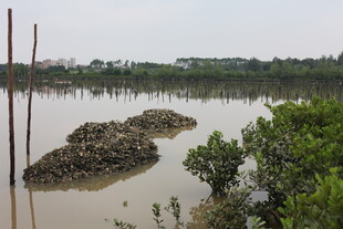 湿地风光中的泥滩与绿植