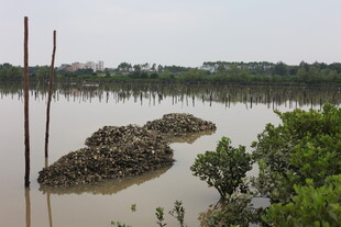 湿地景观中的泥滩与绿植